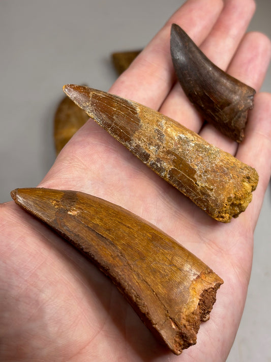 Carcharodontosaurus Zahn, gute Qualität afrikanischer T-Rex