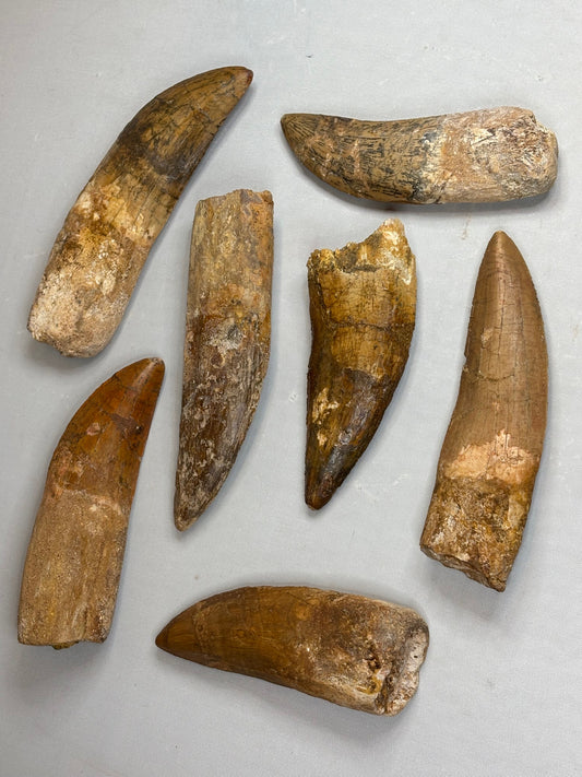 Carcharodontosaurus Zahn XXL, in sehr guter Qualität, afrikanischer T-Rex