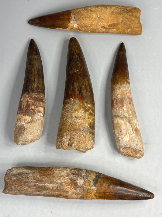 Spinosaurier Zahn XXL ca. 12- 15cm, in bester Qualität Museumsstück Dornenechse