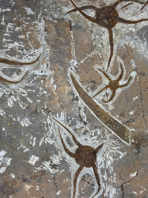 Schlangenstern Fossilienplatte XXL ca. 14,5 Kg in bester Qualität, Seelilien Gastropode Fossilien Muschel Schlangenseestern Fossilienwand Konservatlagerstätten Fossilien Seestern