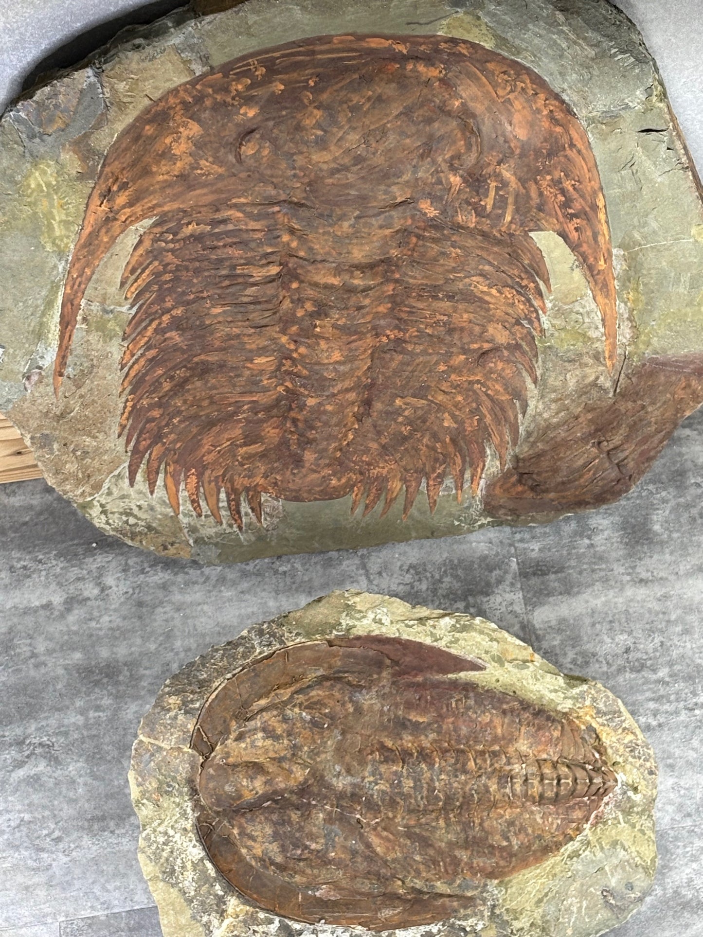 XXL Trilobit in Matrix, Fossilgröße bis zu über 40cm Länge in bester Qualität, Gattung Acadoparadoxides (Paradoxides) durch Hämatit Blutstein versteinert