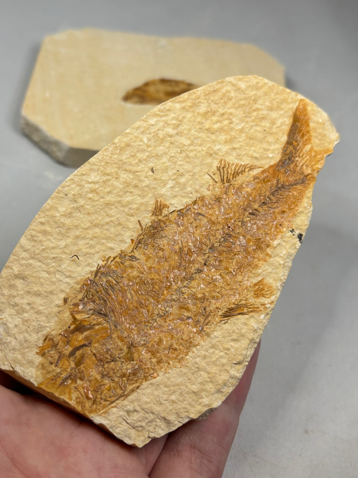 Versteinerte Fische in Matrix, beste Qualität Wyoming USA, Knightia eocaena Hering, Garnelen wie Bechleja rostrata oder Carpopenaeus