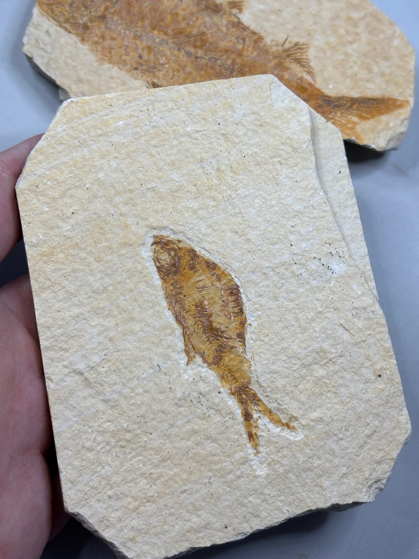 Versteinerte Fische in Matrix, beste Qualität Wyoming USA, Knightia eocaena Hering, Garnelen wie Bechleja rostrata oder Carpopenaeus