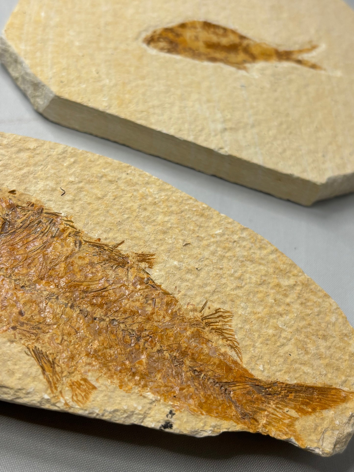 Versteinerte Fische in Matrix, beste Qualität Wyoming USA, Knightia eocaena Hering, Garnelen wie Bechleja rostrata oder Carpopenaeus