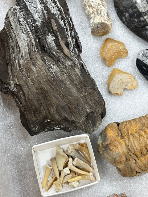 Fossilien Sammlung groß ideal für Einsteiger in bester Qualität