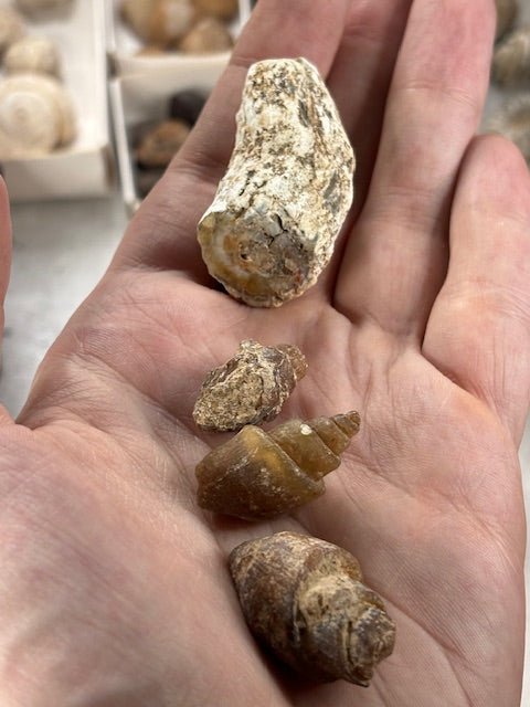 Fossilien Sammlung groß ideal für Einsteiger in bester Qualität