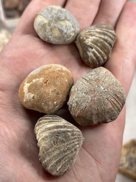 Fossilien Sammlung groß ideal für Einsteiger in bester Qualität