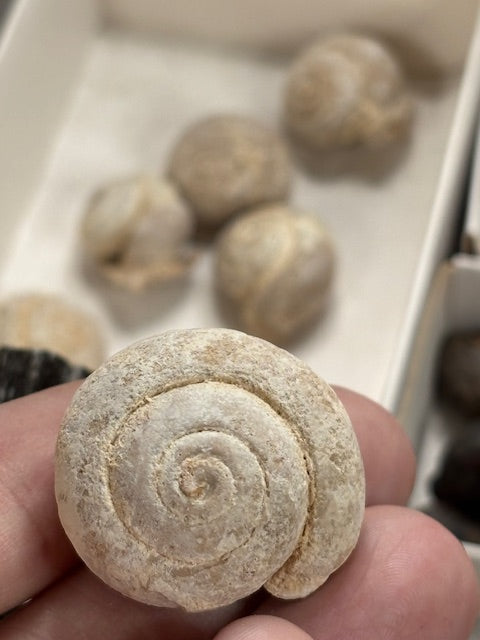 Fossilien Sammlung groß ideal für Einsteiger in bester Qualität