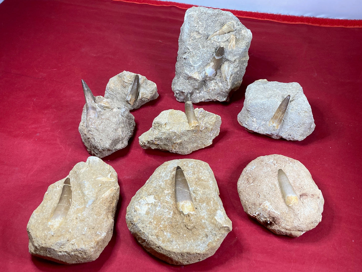 Spinosaurier Zahn in Matrix beste Qualität, echter Dinosaurier Zahn