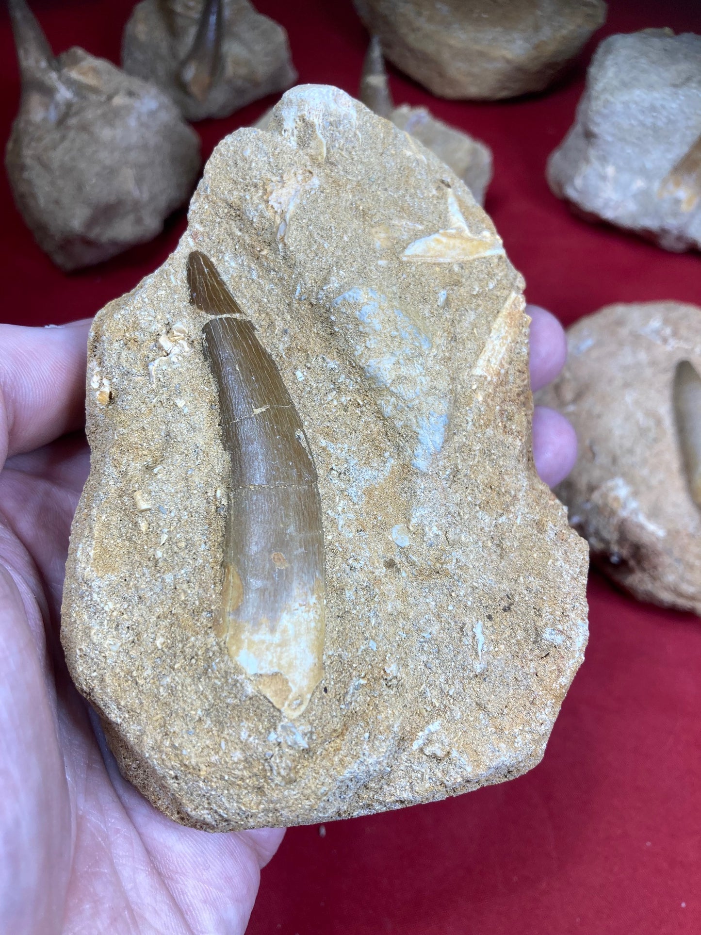 Spinosaurier Zahn in Matrix beste Qualität, echter Dinosaurier Zahn