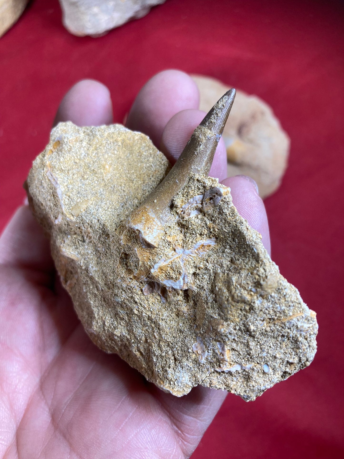 Spinosaurier Zahn in Matrix beste Qualität, echter Dinosaurier Zahn