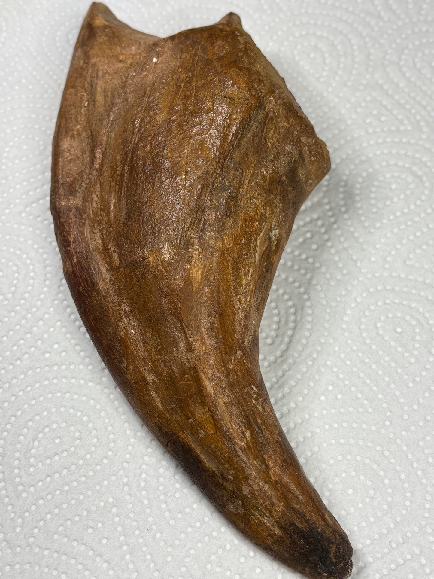 Carcharodontosaurier Kralle XXL ca. 19cm, mit Zertifikat!, naturbelassen Museum, afrikanischer T. Rex Kem Kem Marokko