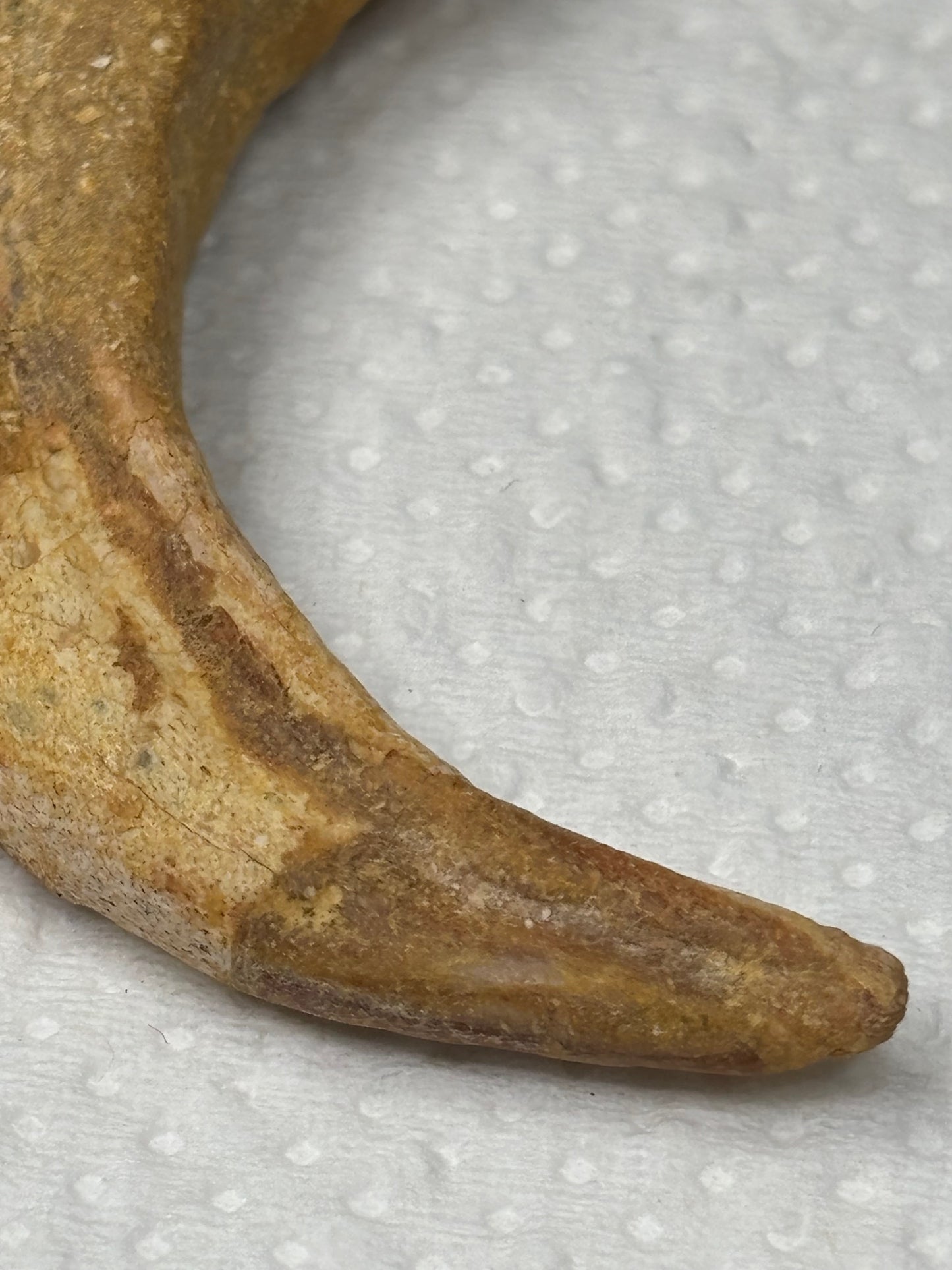 Carcharodontosaurier Kralle groß ca. 7cm, mit Zertifikat!, naturbelassen Museum, afrikanischer T. Rex Theropoden Kem Kem Marokko