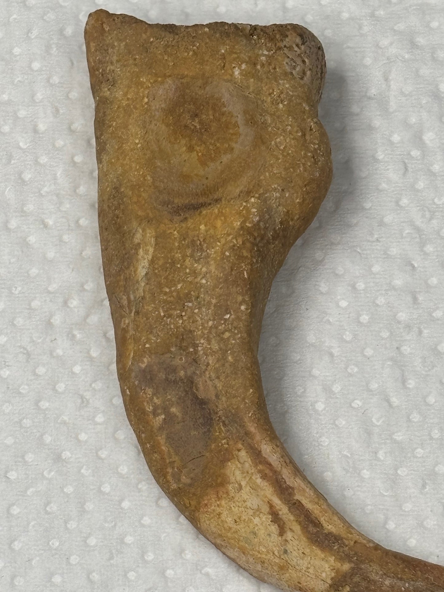 Carcharodontosaurier Kralle groß ca. 7cm, mit Zertifikat!, naturbelassen Museum, afrikanischer T. Rex Theropoden Kem Kem Marokko