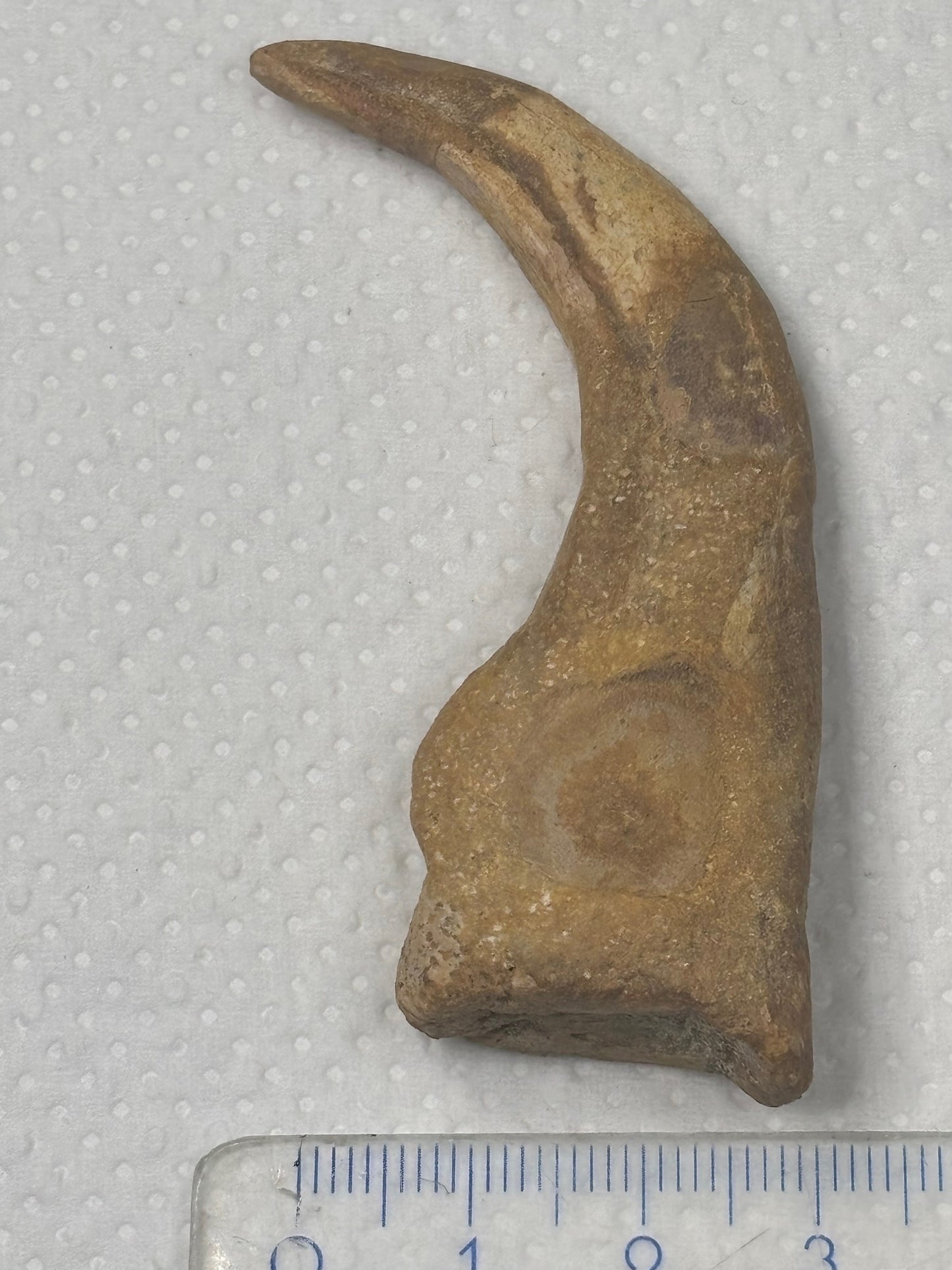 Carcharodontosaurier Kralle groß ca. 7cm, mit Zertifikat!, naturbelassen Museum, afrikanischer T. Rex Theropoden Kem Kem Marokko