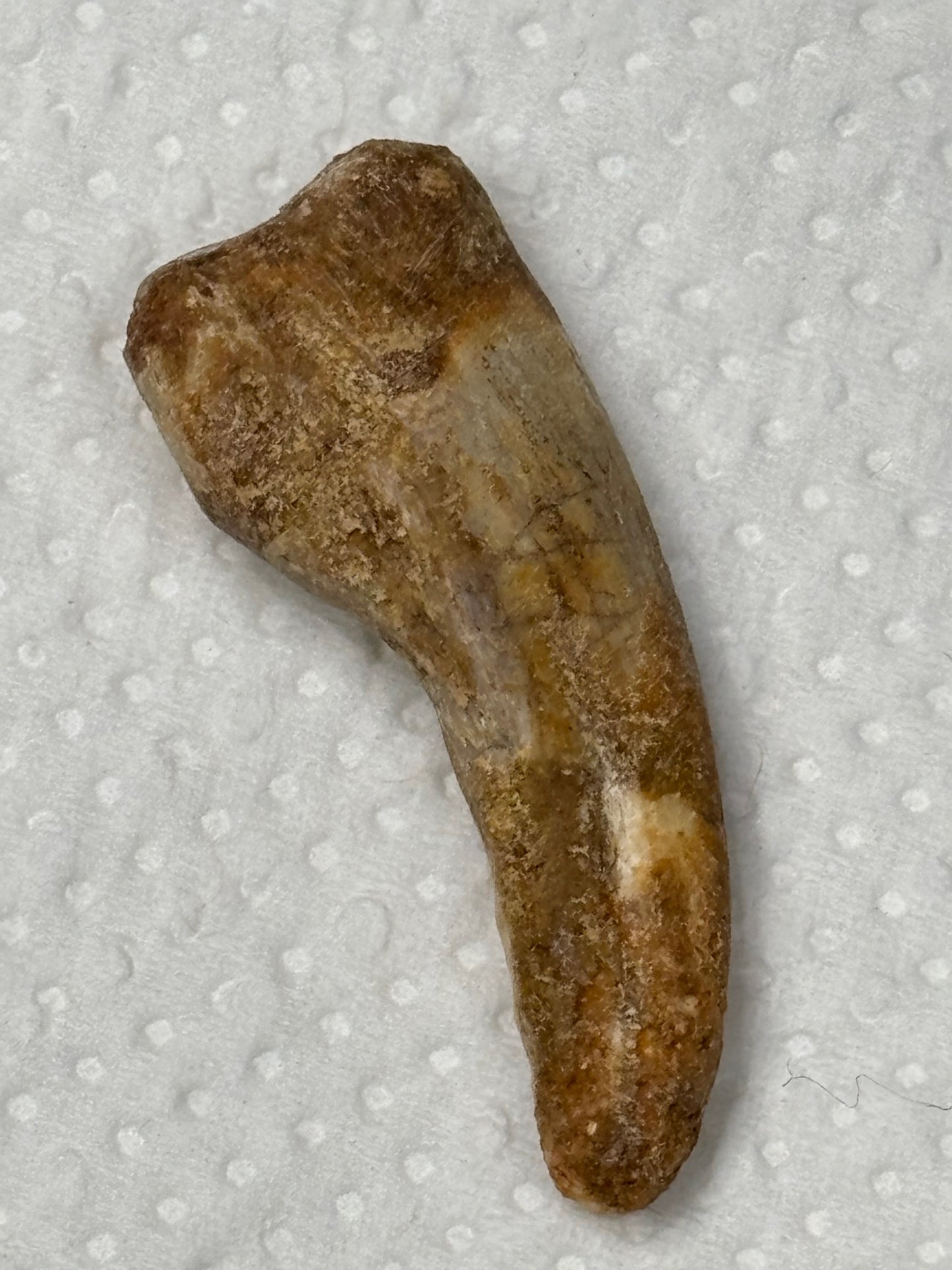 Carcharodontosaurier Kralle ca. 3,5cm Länge, mit Zertifikat!, naturbelassen Museum, afrikanischer T. Rex Kem Kem Marokko