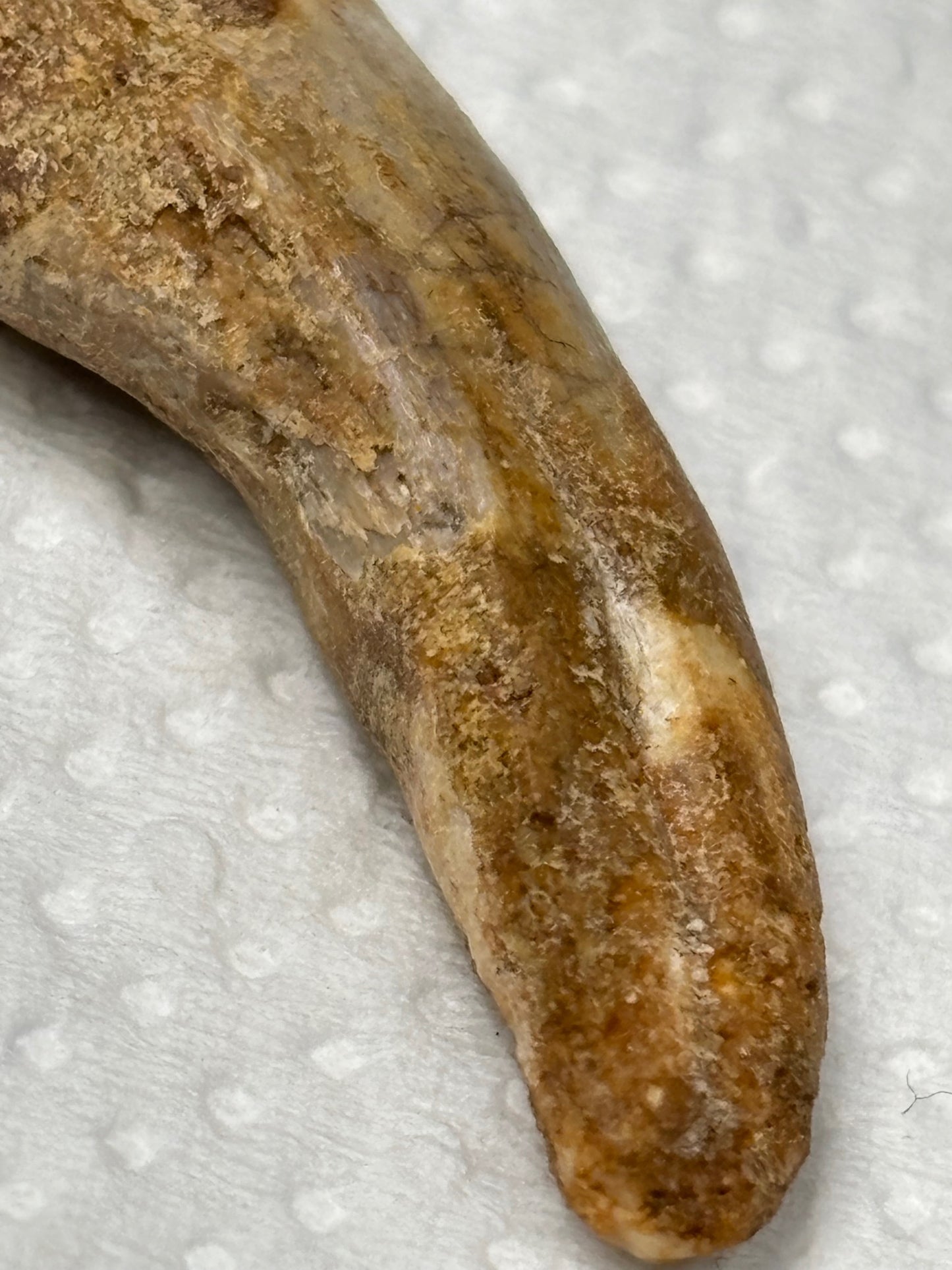 Carcharodontosaurier Kralle ca. 3,5cm Länge, mit Zertifikat!, naturbelassen Museum, afrikanischer T. Rex Kem Kem Marokko