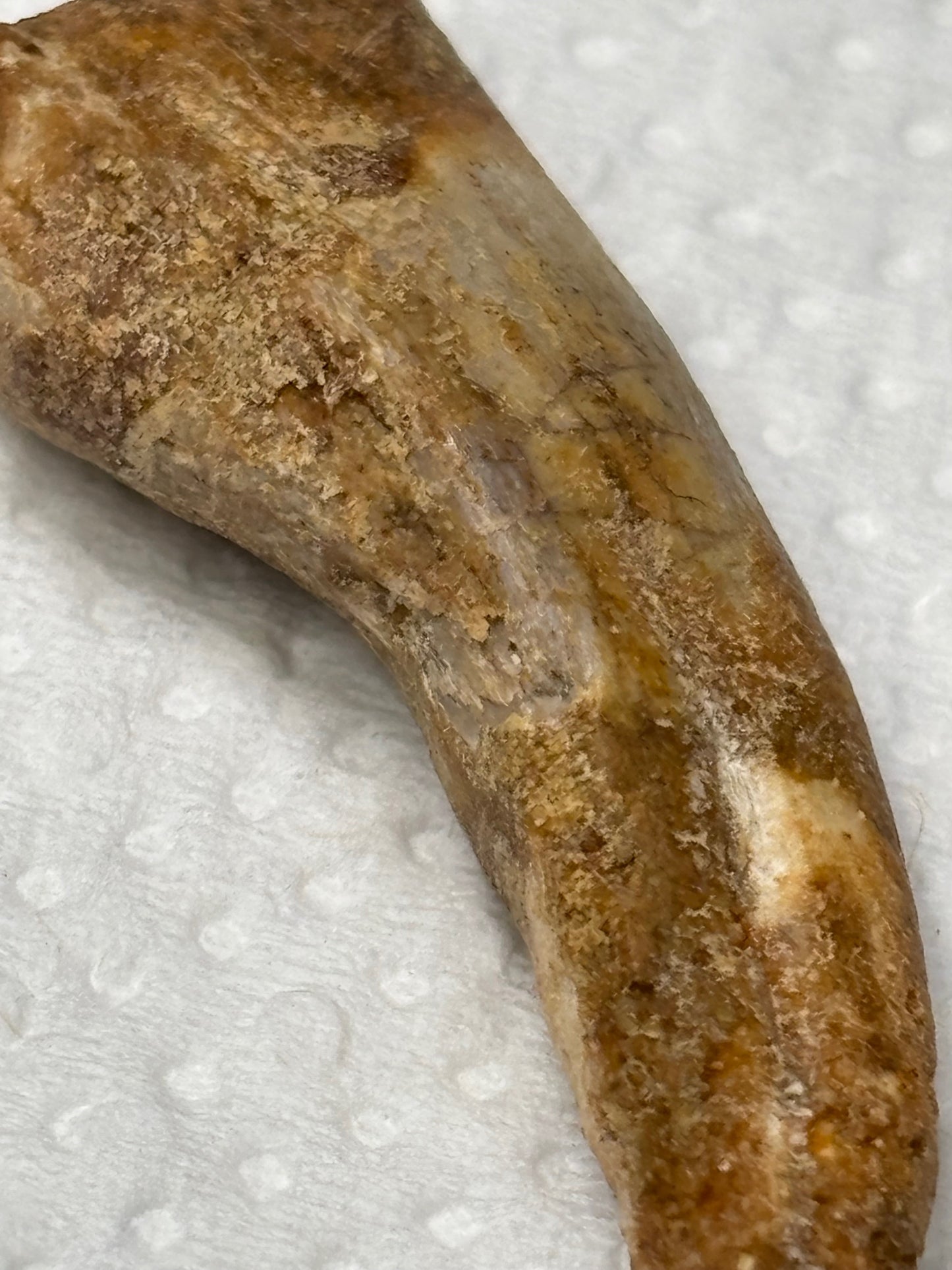 Carcharodontosaurier Kralle ca. 3,5cm Länge, mit Zertifikat!, naturbelassen Museum, afrikanischer T. Rex Kem Kem Marokko