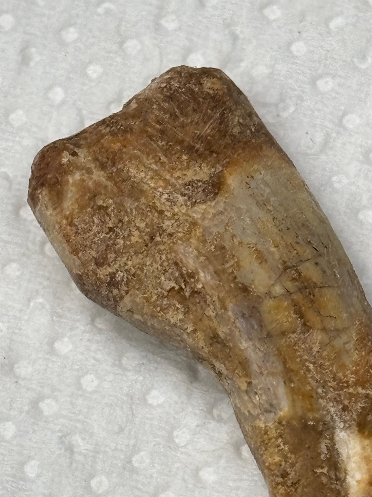 Carcharodontosaurier Kralle ca. 3,5cm Länge, mit Zertifikat!, naturbelassen Museum, afrikanischer T. Rex Kem Kem Marokko