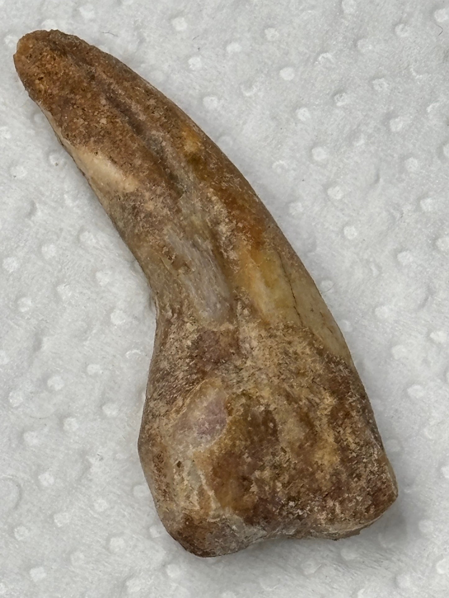 Carcharodontosaurier Kralle ca. 3,5cm Länge, mit Zertifikat!, naturbelassen Museum, afrikanischer T. Rex Kem Kem Marokko