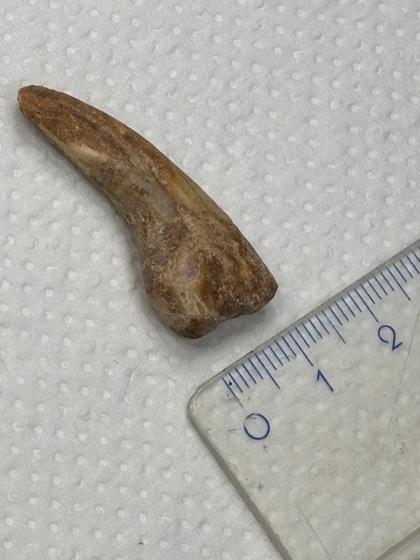 Carcharodontosaurier Kralle ca. 3,5cm Länge, mit Zertifikat!, naturbelassen Museum, afrikanischer T. Rex Kem Kem Marokko