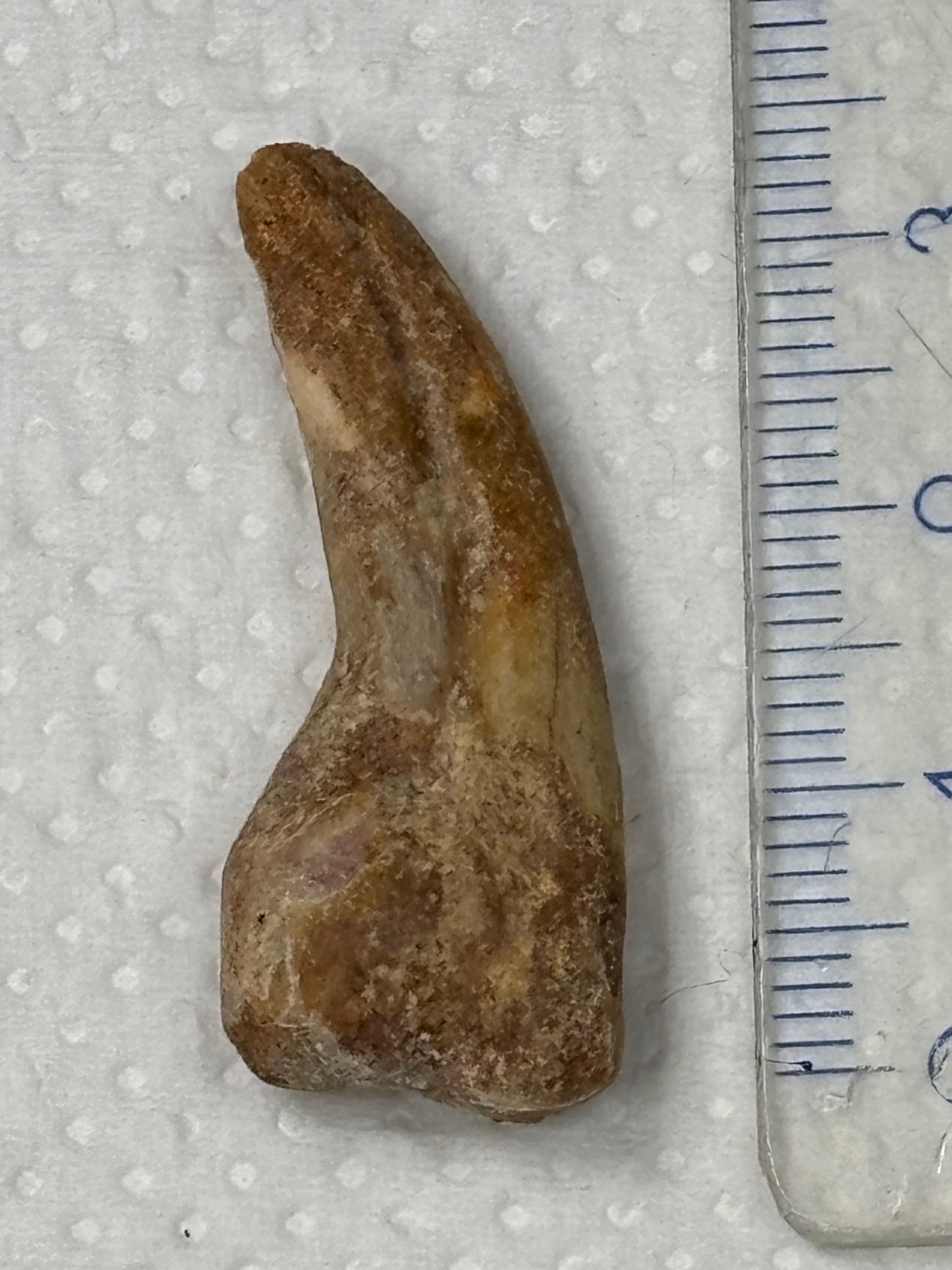 Carcharodontosaurier Kralle ca. 3,5cm Länge, mit Zertifikat!, naturbelassen Museum, afrikanischer T. Rex Kem Kem Marokko