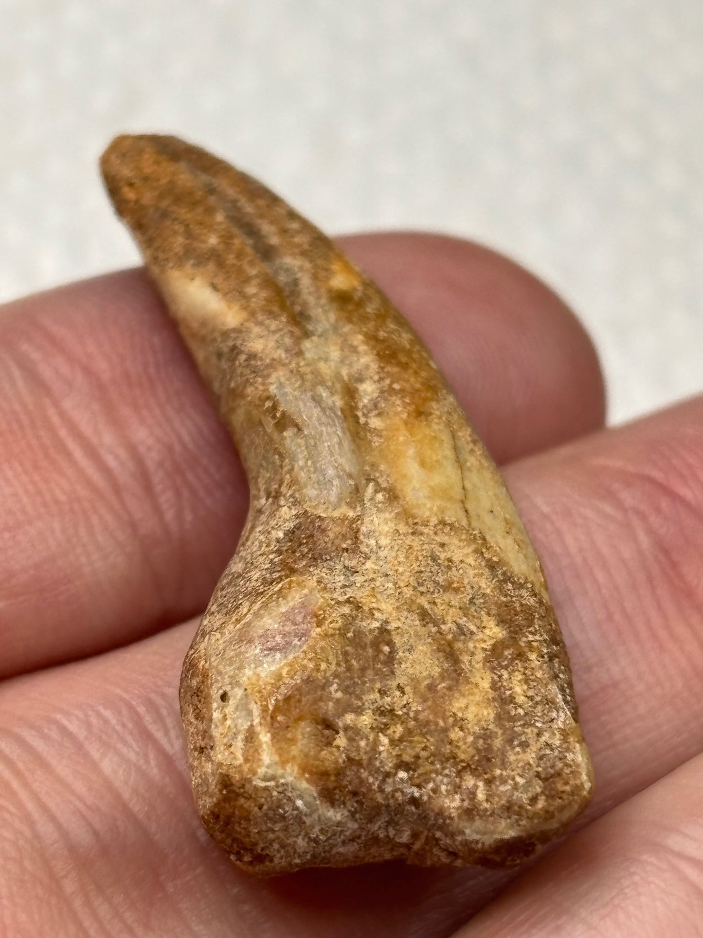 Carcharodontosaurier Kralle ca. 3,5cm Länge, mit Zertifikat!, naturbelassen Museum, afrikanischer T. Rex Kem Kem Marokko