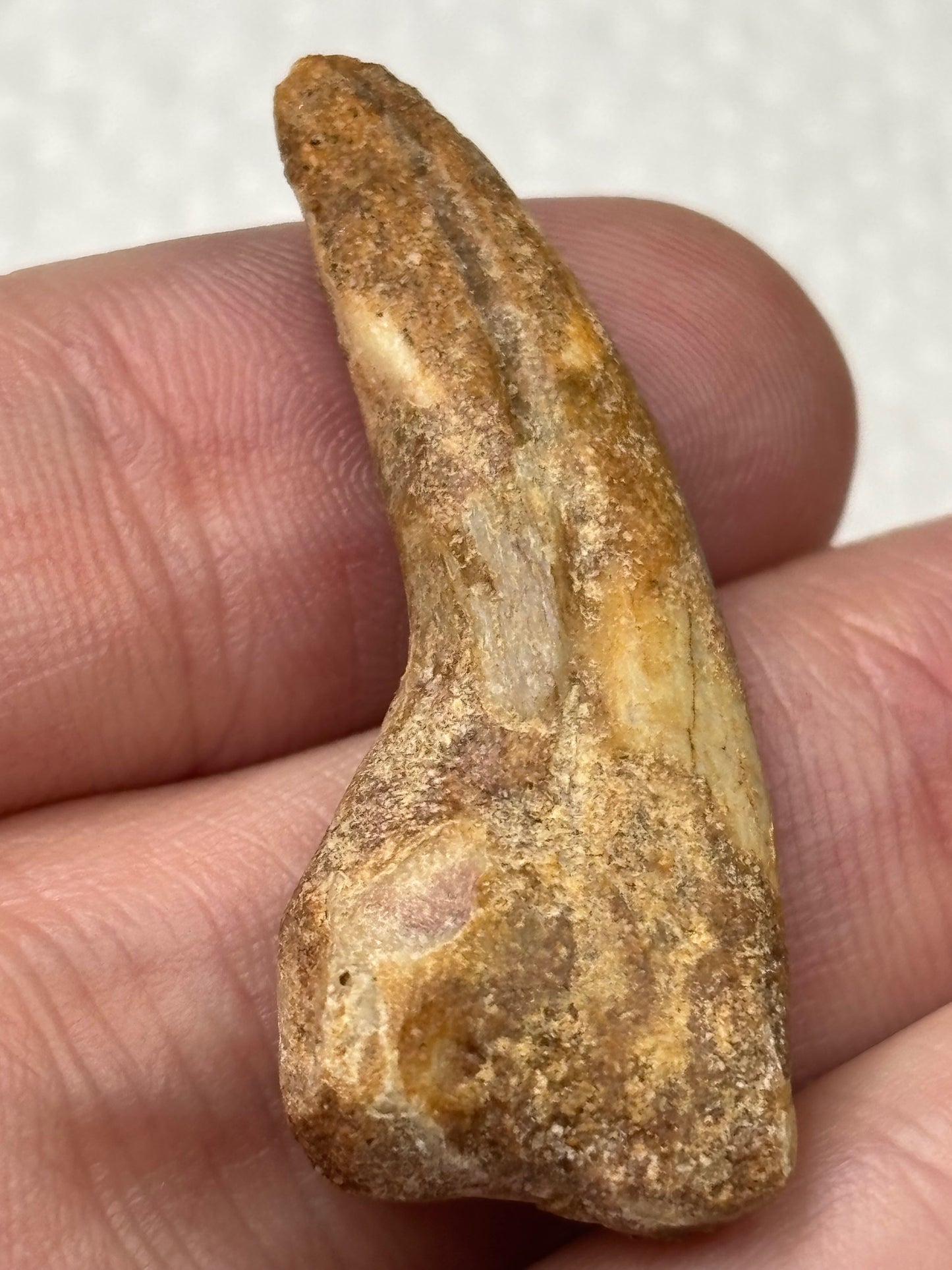 Carcharodontosaurier Kralle ca. 3,5cm Länge, mit Zertifikat!, naturbelassen Museum, afrikanischer T. Rex Kem Kem Marokko