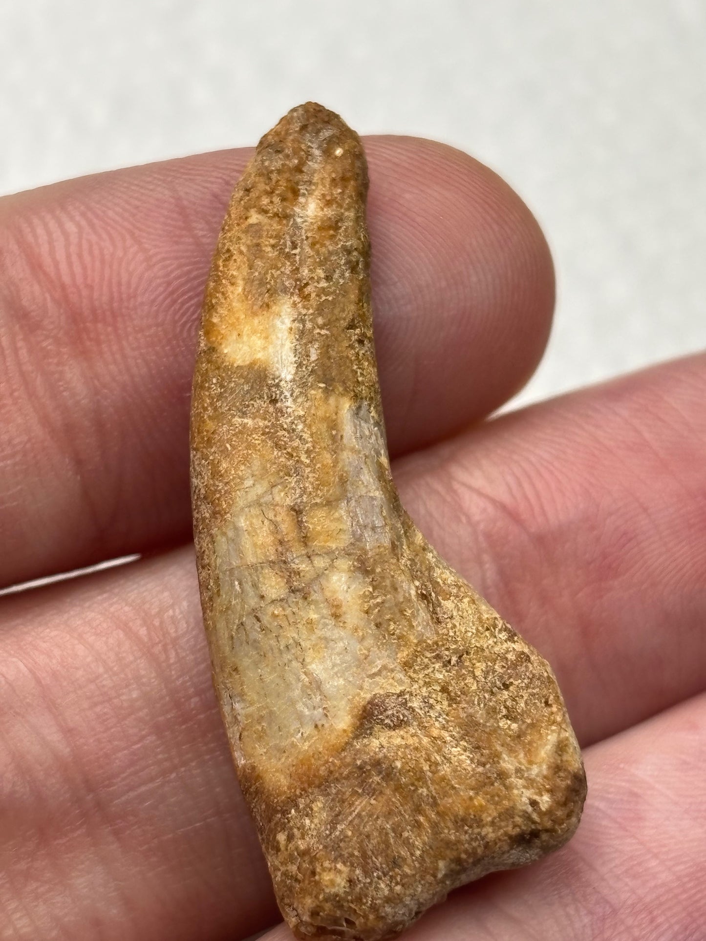 Carcharodontosaurier Kralle ca. 3,5cm Länge, mit Zertifikat!, naturbelassen Museum, afrikanischer T. Rex Kem Kem Marokko