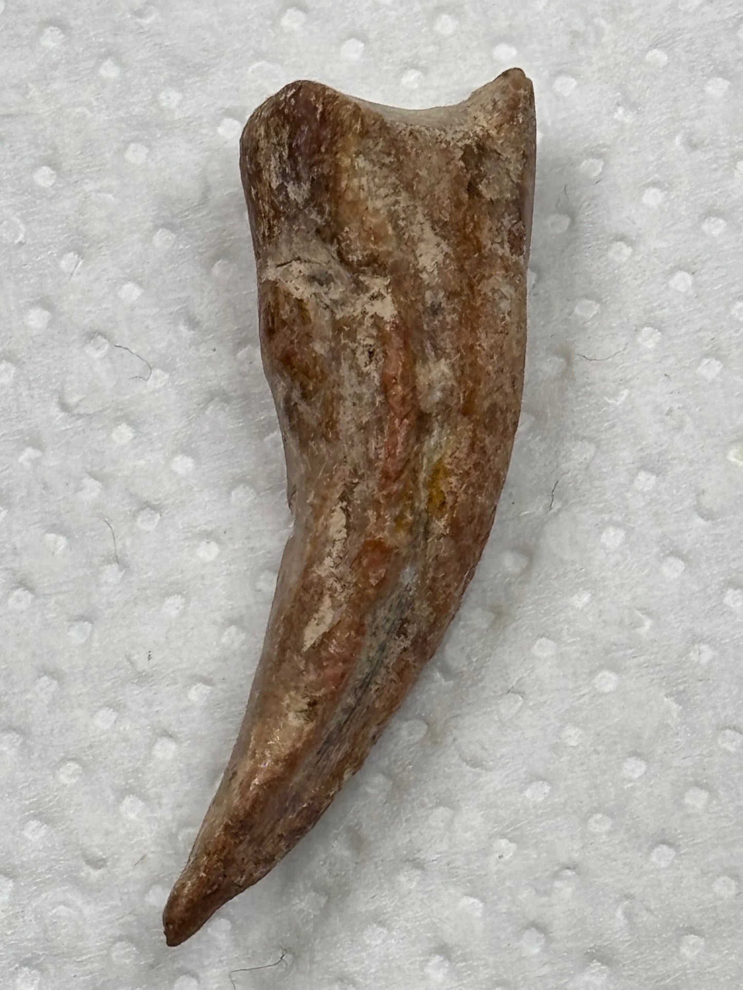 Carcharodontosaurier Kralle ca. 3,5cm Länge, mit Zertifikat!, naturbelassen Museum, afrikanischer T. Rex Kem Kem Marokko