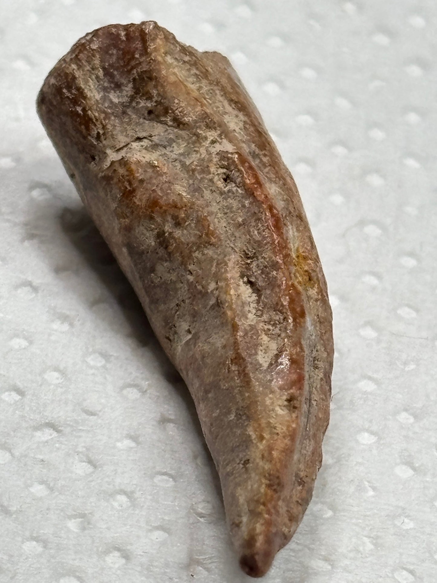 Carcharodontosaurier Kralle ca. 3,5cm Länge, mit Zertifikat!, naturbelassen Museum, afrikanischer T. Rex Kem Kem Marokko