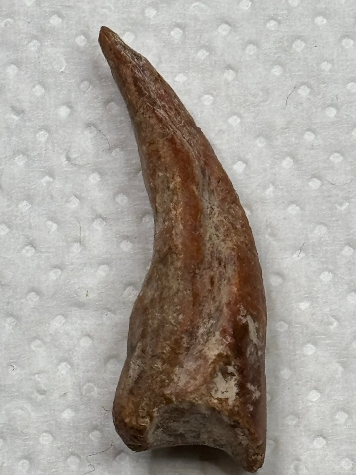 Carcharodontosaurier Kralle ca. 3,5cm Länge, mit Zertifikat!, naturbelassen Museum, afrikanischer T. Rex Kem Kem Marokko