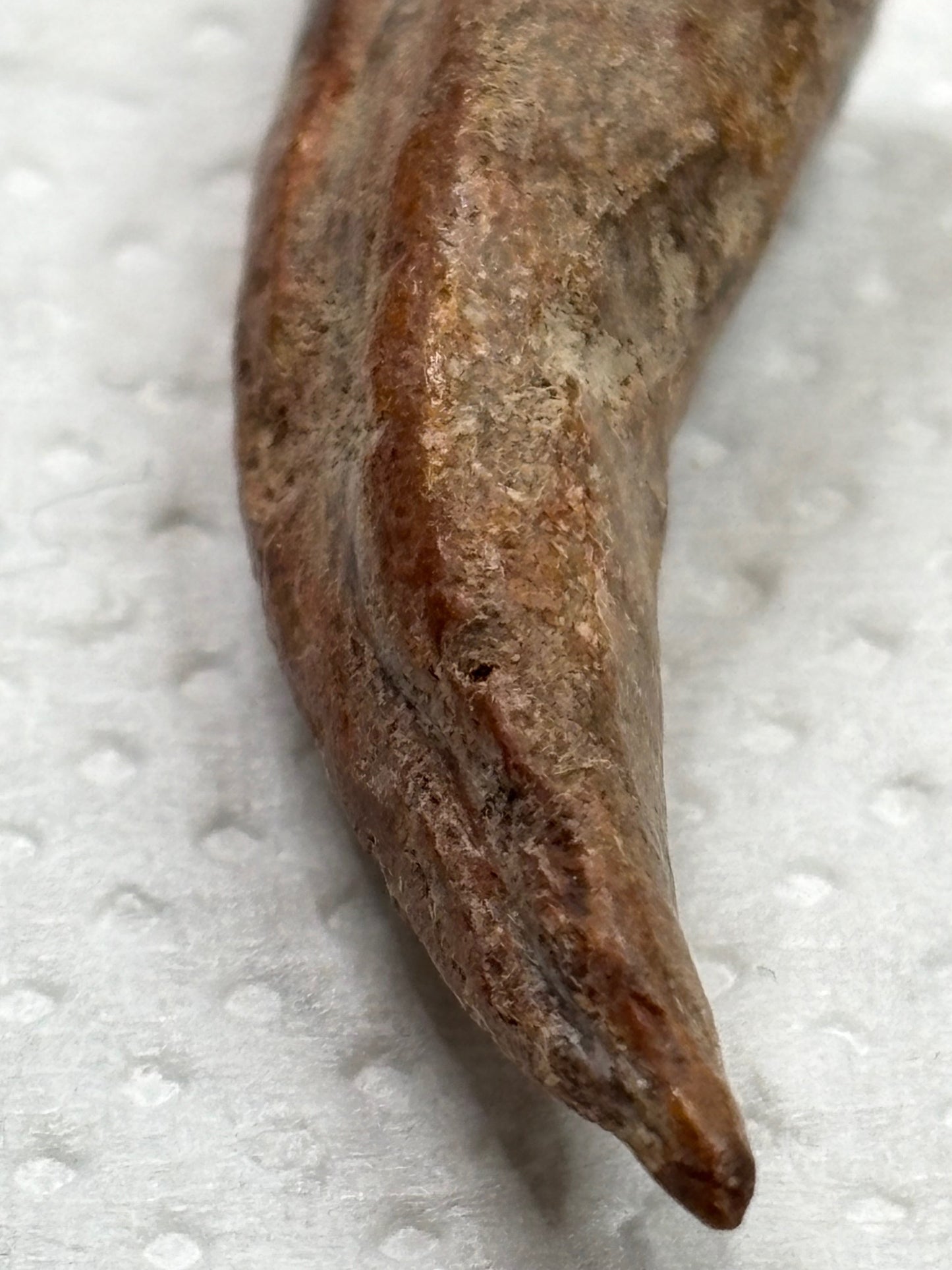 Carcharodontosaurier Kralle ca. 3,5cm Länge, mit Zertifikat!, naturbelassen Museum, afrikanischer T. Rex Kem Kem Marokko