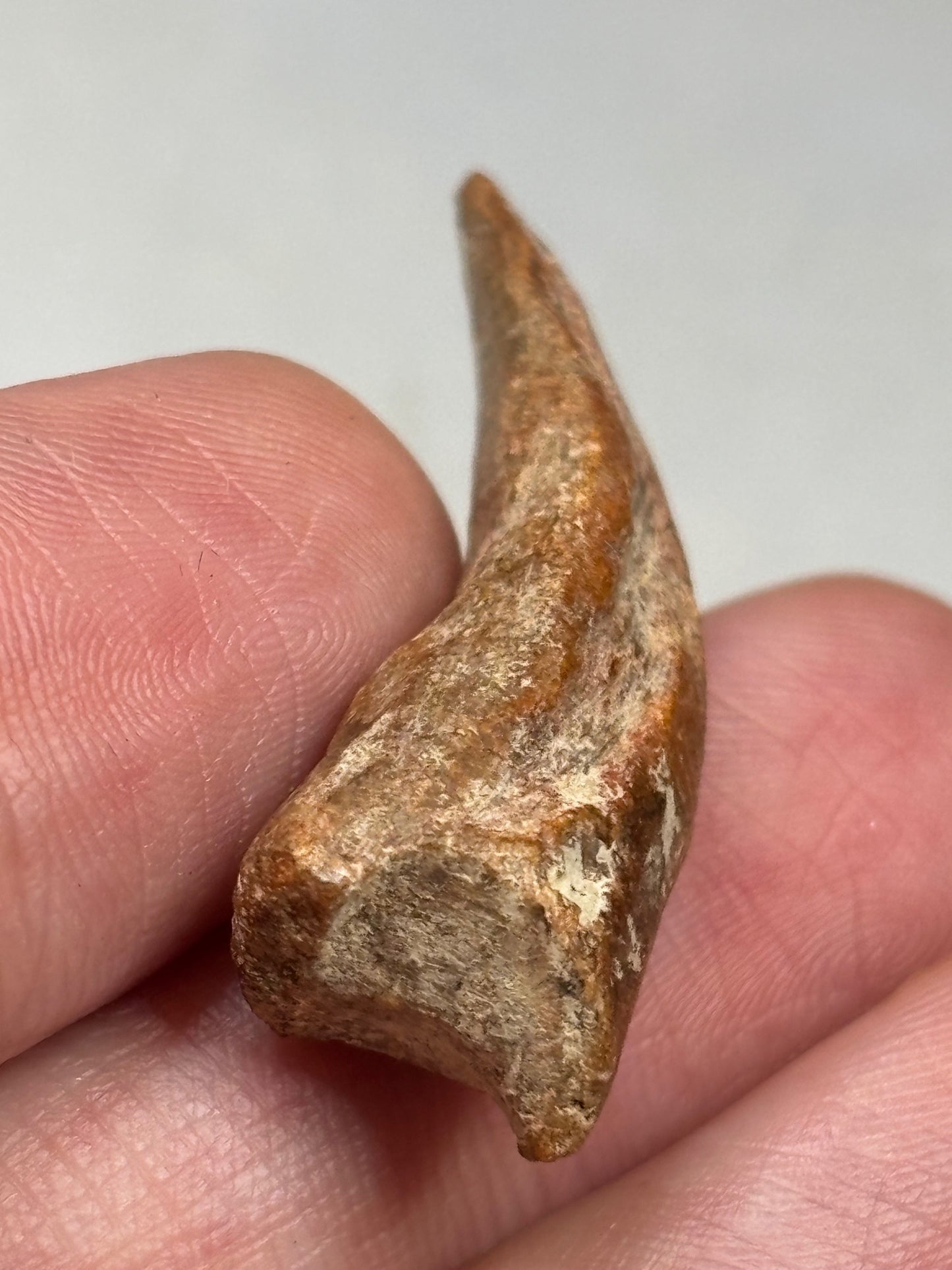 Carcharodontosaurier Kralle ca. 3,5cm Länge, mit Zertifikat!, naturbelassen Museum, afrikanischer T. Rex Kem Kem Marokko