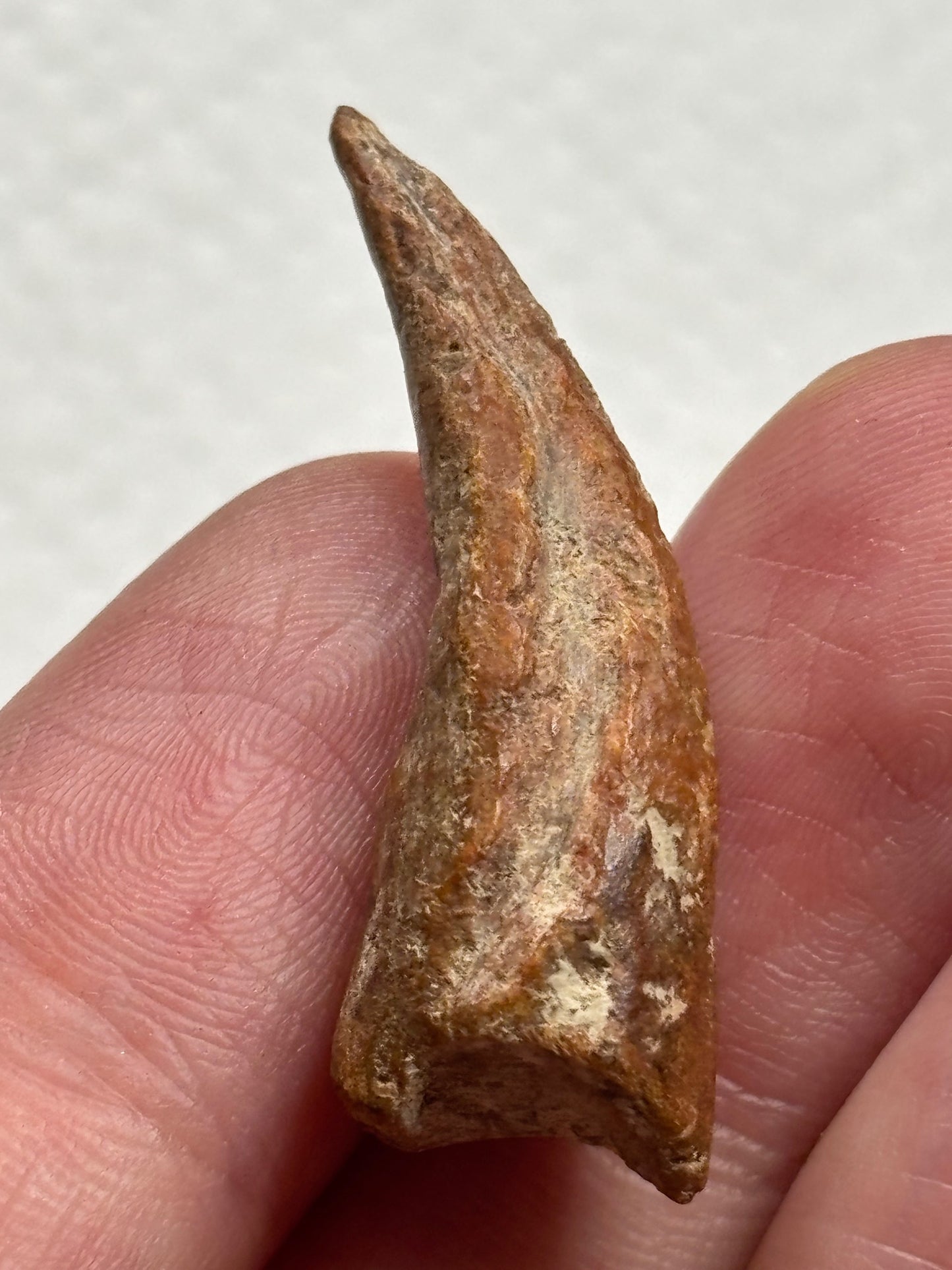 Carcharodontosaurier Kralle ca. 3,5cm Länge, mit Zertifikat!, naturbelassen Museum, afrikanischer T. Rex Kem Kem Marokko
