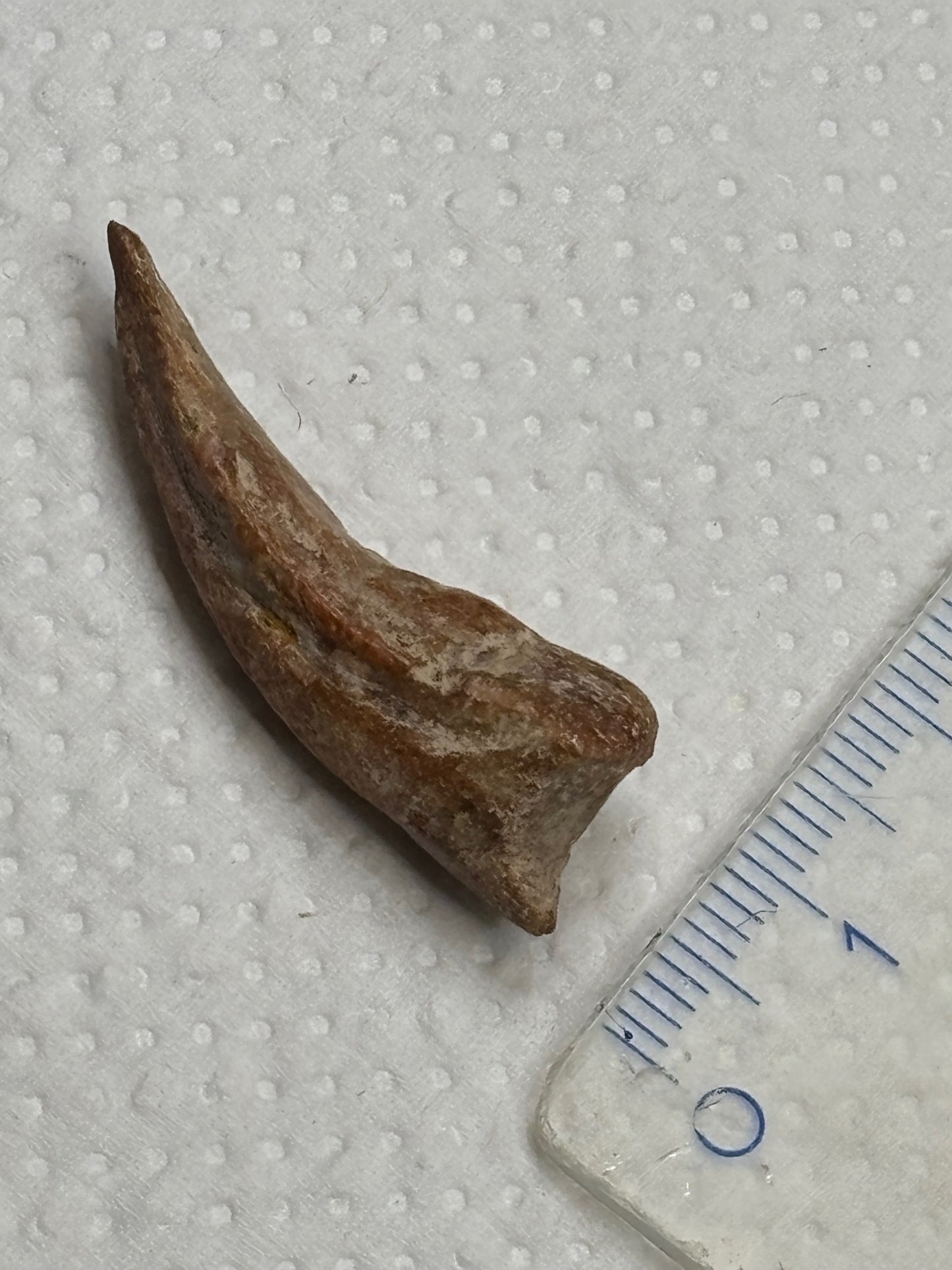 Carcharodontosaurier Kralle ca. 3,5cm Länge, mit Zertifikat!, naturbelassen Museum, afrikanischer T. Rex Kem Kem Marokko
