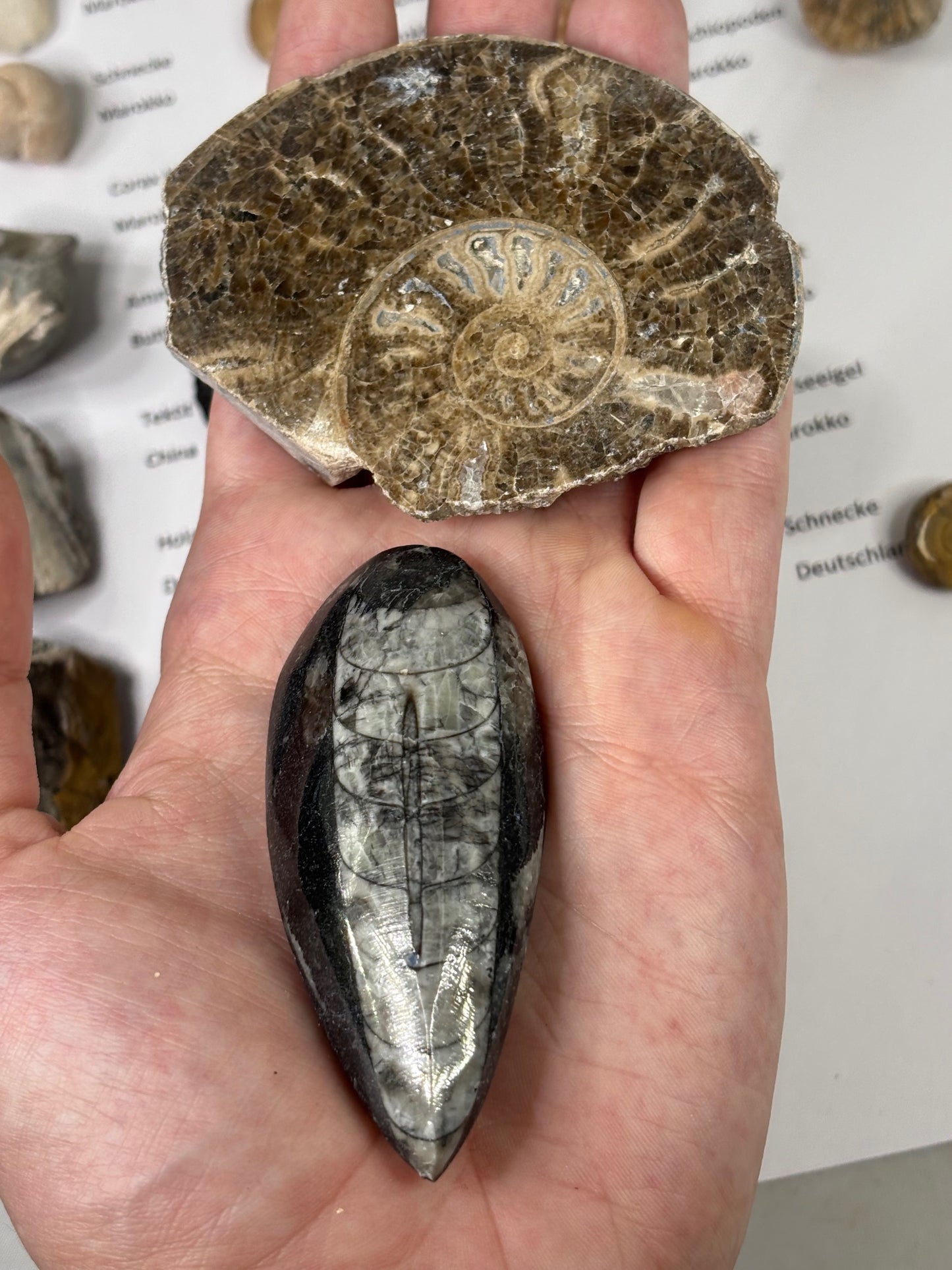Fossilien Sammlung mit 25 Stück (Adventkalender)