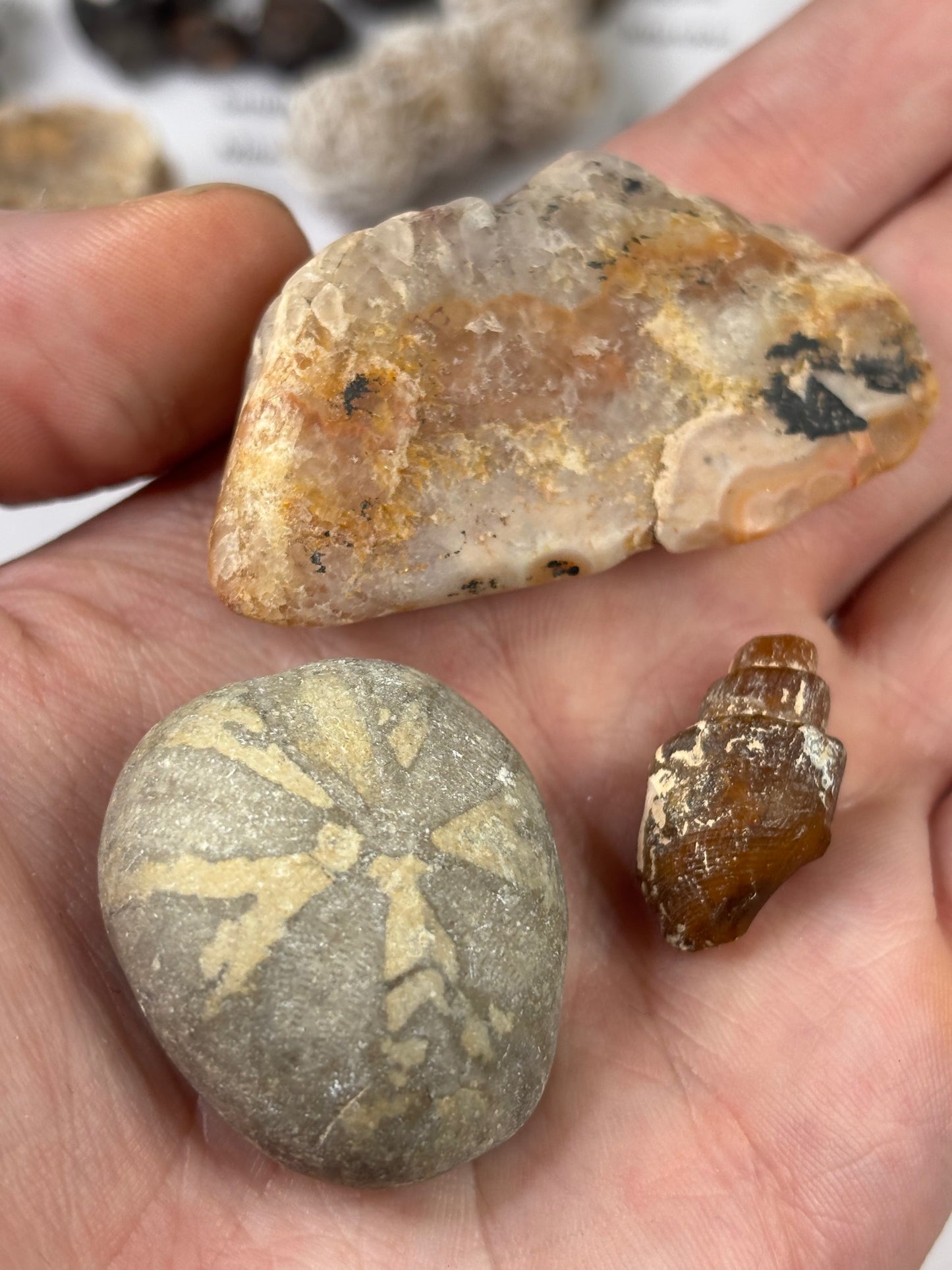 Fossilien Sammlung mit 25 Stück (Adventkalender)