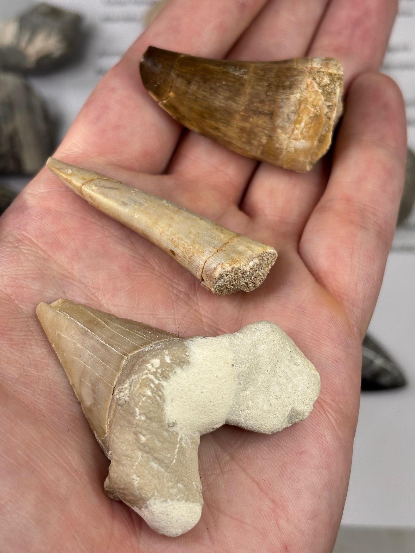 Fossilien Sammlung mit 25 Stück (Adventkalender)