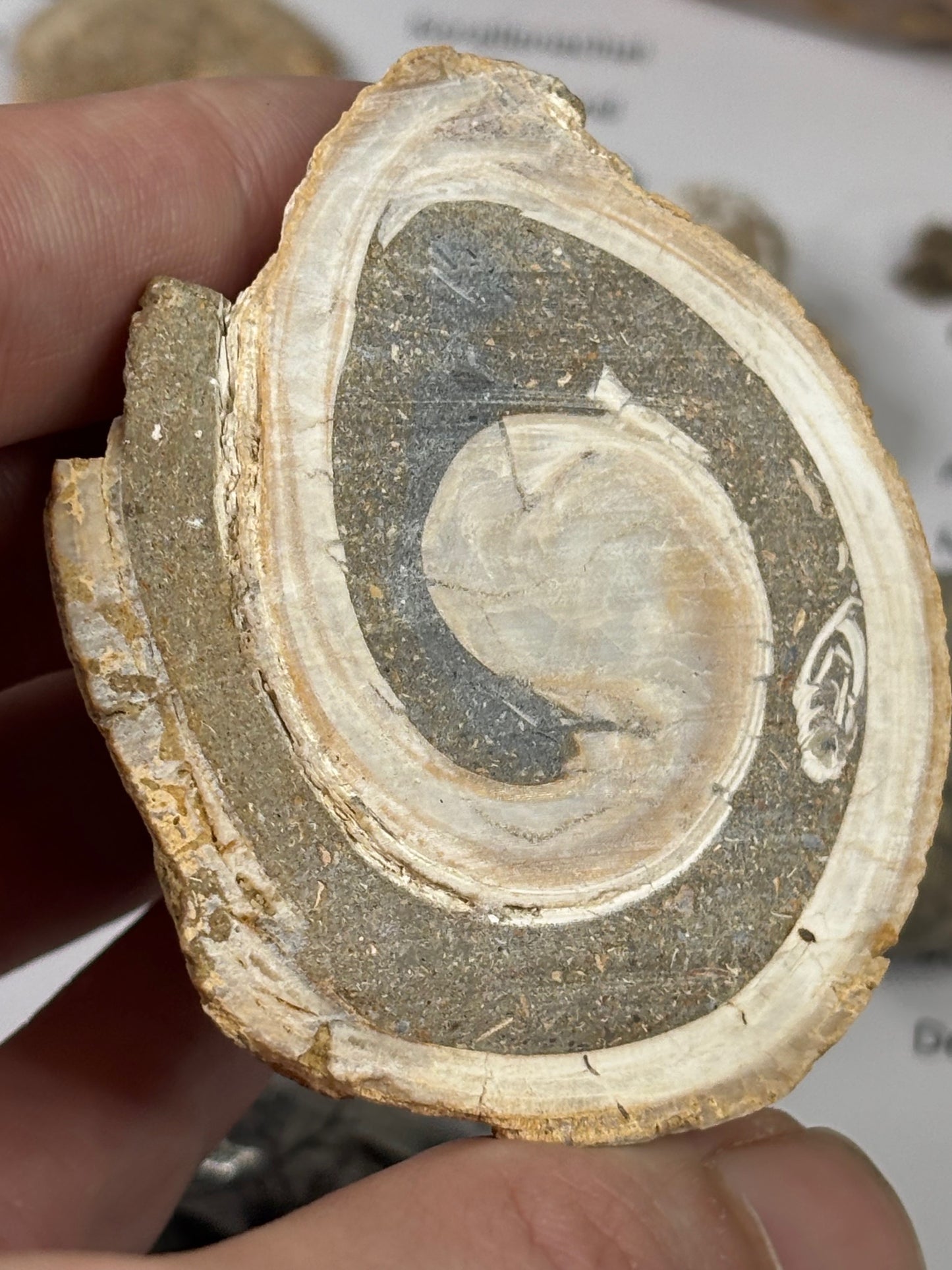 Fossilien Sammlung mit 25 Stück (Adventkalender)