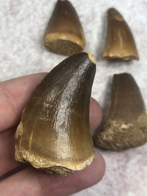 Mosasaurier Zahn – Echtes Fossil der kreidezeitlichen Riesenechse (2. Wahl)