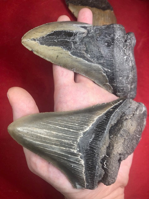 Megalodon Zahn XXL ca. 13cm naturbelassen, Otudus Megalodon, Carcharocles Megalodon, Carcharodon