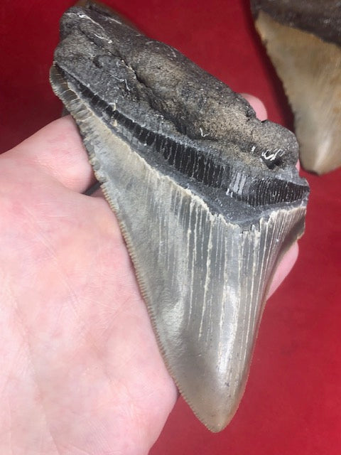 Megalodon Zahn XXL ca. 13cm naturbelassen, Otudus Megalodon, Carcharocles Megalodon, Carcharodon
