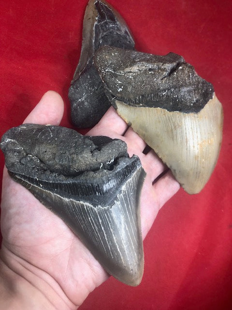 Megalodon Zahn XXL ca. 13cm naturbelassen, Otudus Megalodon, Carcharocles Megalodon, Carcharodon