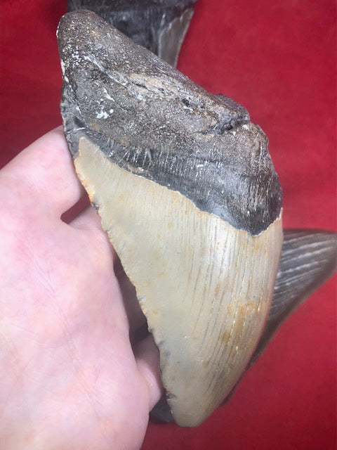 Megalodon Zahn XXL ca. 13cm naturbelassen, Otudus Megalodon, Carcharocles Megalodon, Carcharodon