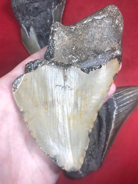 Megalodon Zahn XXL ca. 13cm naturbelassen, Otudus Megalodon, Carcharocles Megalodon, Carcharodon