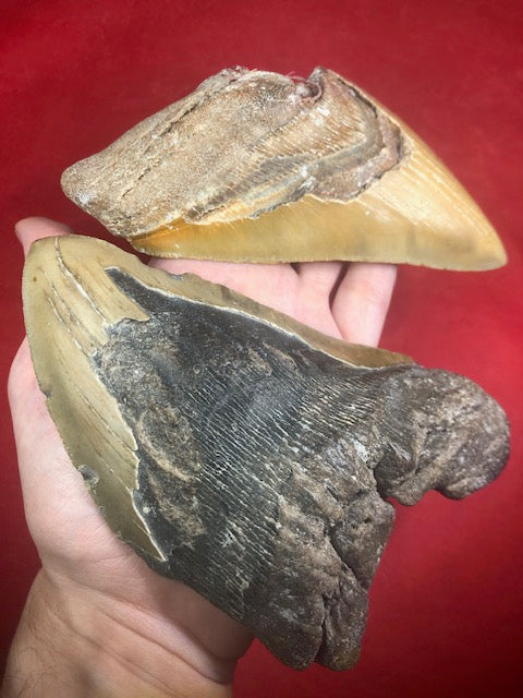 Megalodon Zahn XXL bis zu ca. 15cm naturbelassen, Otudus Megalodon, Carcharocles Megalodon, Carcharodon