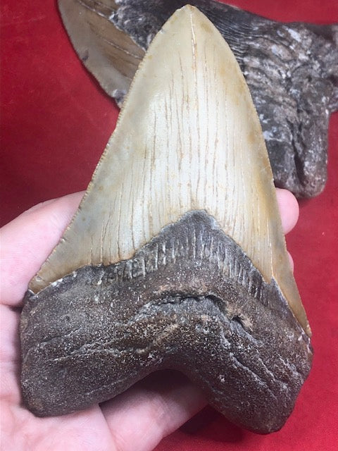 Megalodon Zahn XXL bis zu ca. 15cm naturbelassen, Otudus Megalodon, Carcharocles Megalodon, Carcharodon