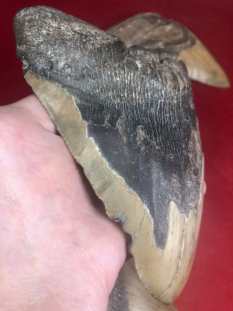 Megalodon Zahn XXL bis zu ca. 15cm naturbelassen, Otudus Megalodon, Carcharocles Megalodon, Carcharodon