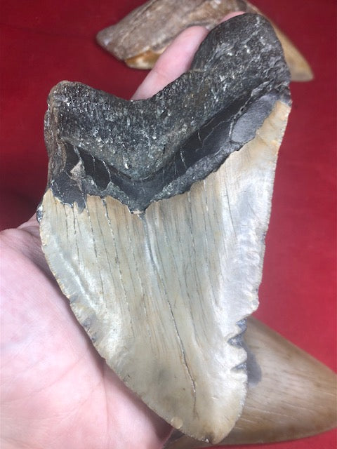Megalodon Zahn XXL bis zu ca. 15cm naturbelassen, Otudus Megalodon, Carcharocles Megalodon, Carcharodon